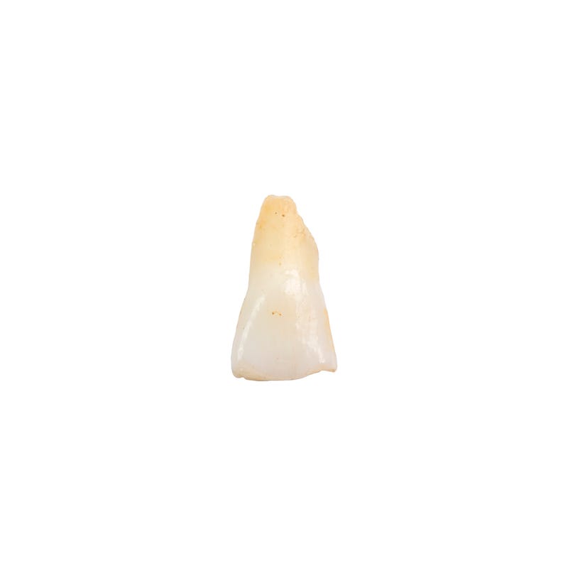 tooth