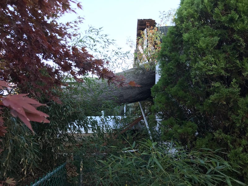 This tree slammed into the back of a house on Diane Ave in Horsham. Officials say one person was hurt and taken to the hospital.