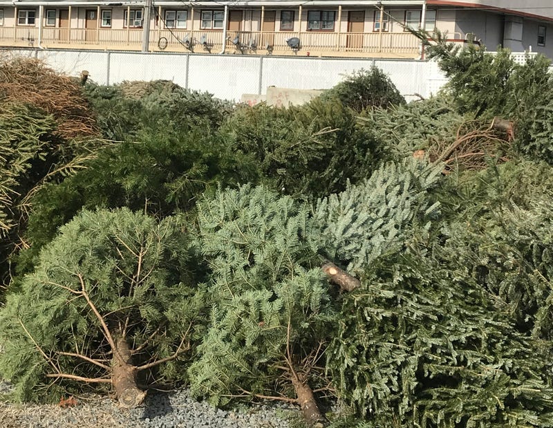 Christmas trees recycled to protect sand dunes on Brigantine beaches.