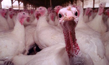 turk