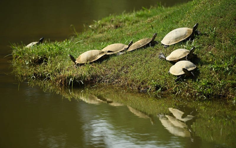 turtles