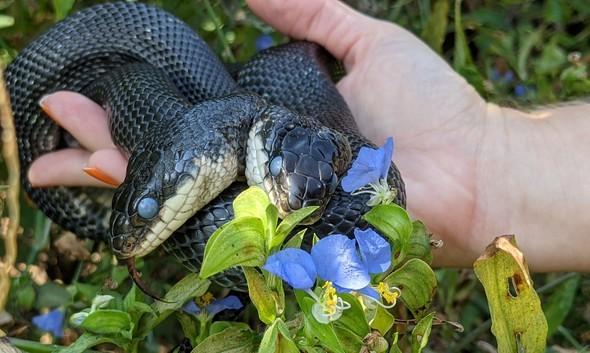 two-headed snake in Missouri