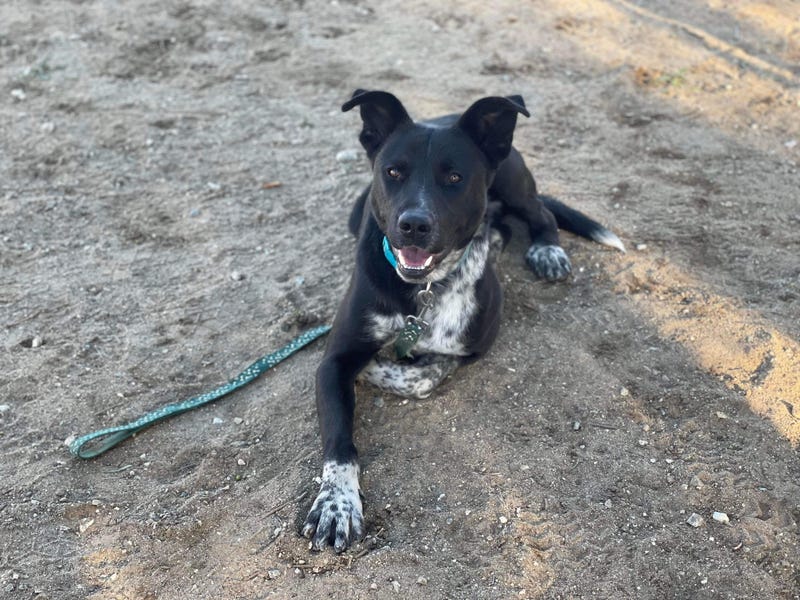 Astro, a one year old large mixed breed dog up for adoption through ARE Animal Rescue