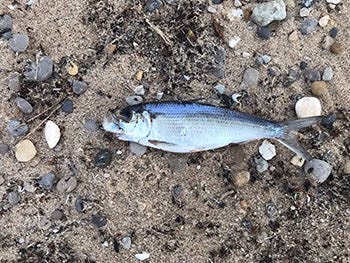 Alewife die-off