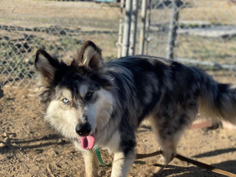 Royce, a one and a half year old dog up for adoption at ARE Animal Rescue's Banning Shelter