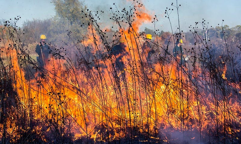 DuPage To Begin Spring Controlled Burns To Protect Native Plants