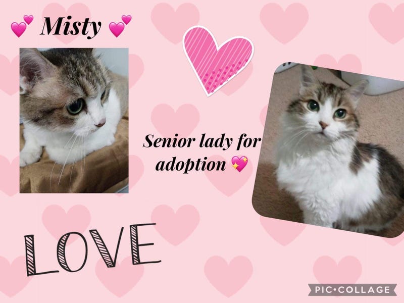 Misty, a ten year old cat up for adoption through ARE Animal Rescue