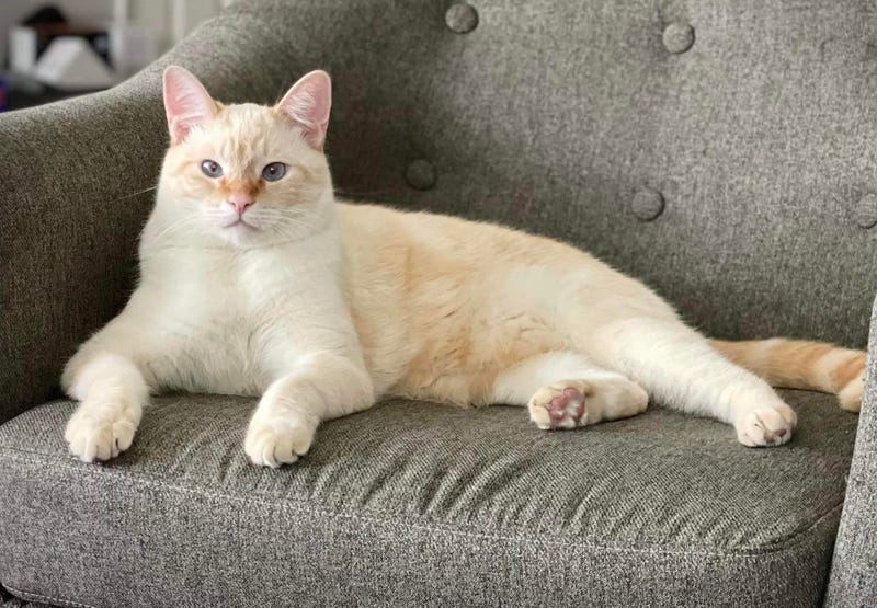 Indy, a flame point Siamese up for adoption through ARE Animal Rescue