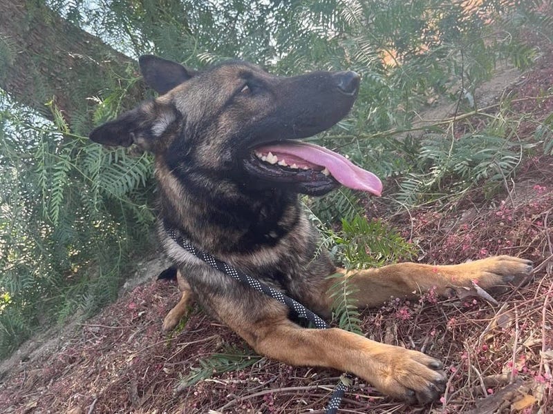 Sarge, a 2 1/2 year old large mixed breed pup up for adoption through ARE Animal Rescue