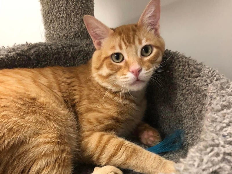Jared, a three year old orange tabby cat