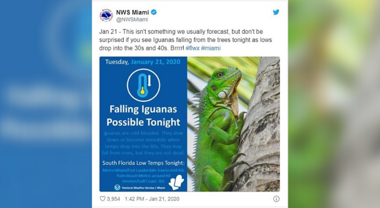National Weather Service warns of falling iguanas