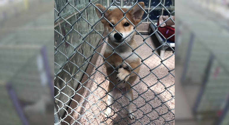 Stolen shiba inu puppy