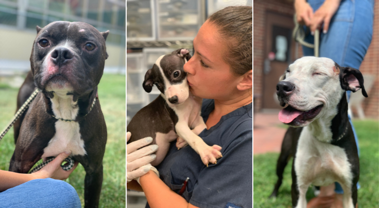 Pennsylvania SPCA rescues 17 dogs