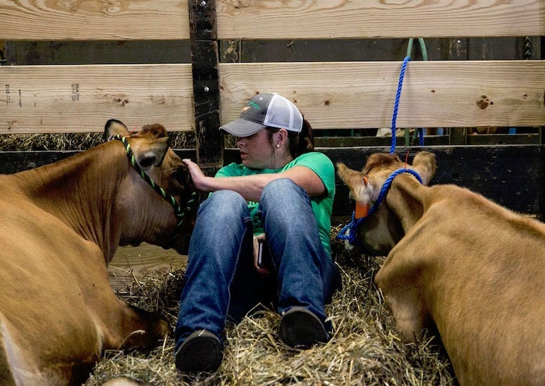cow, cuddle, cuddling, love, stress, stressed out
