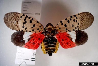 Spotted lanternfly