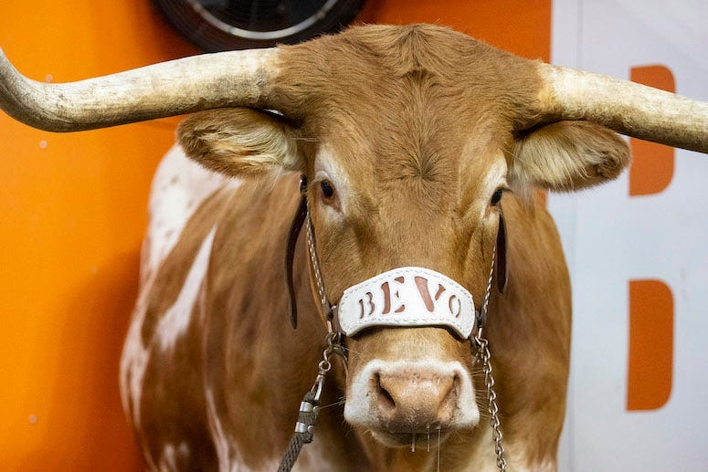 Bevo, Texas Longhorns, Mascot, 2018