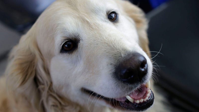 golden_retriever