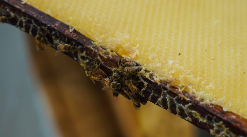 Bees buzz about on a frame
