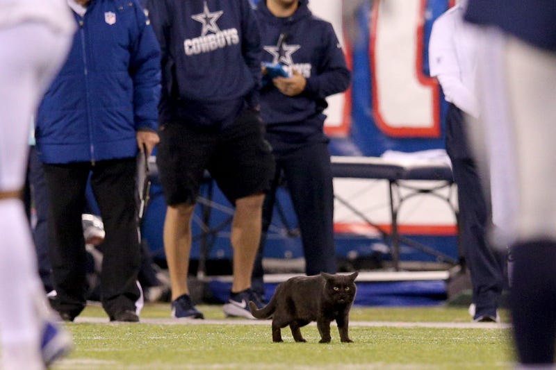 Black Cat at Cowboys vs Giants