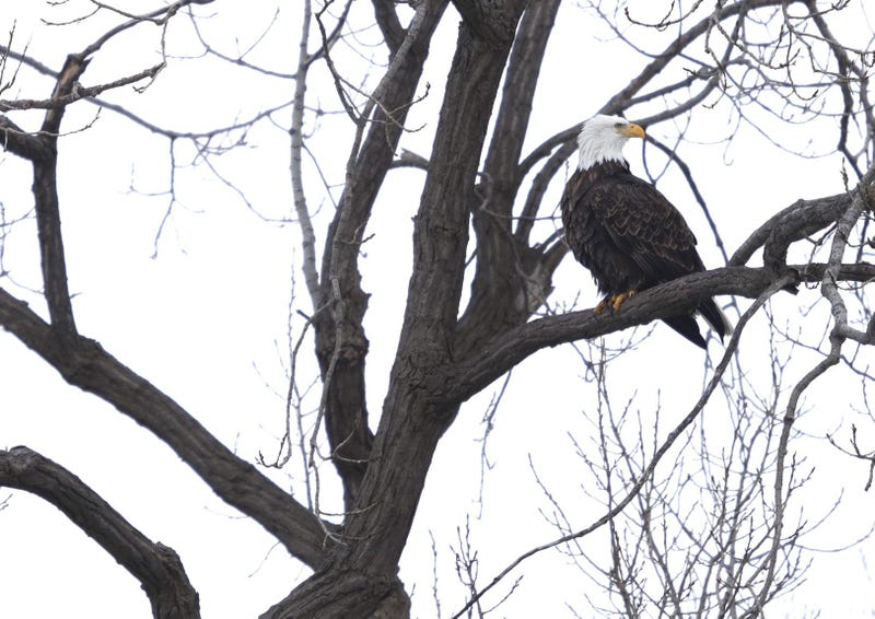 bald eagle