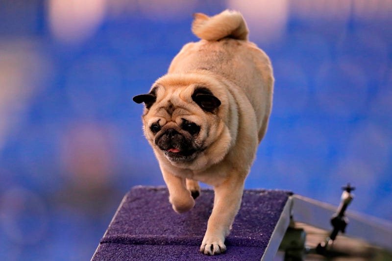 144th Annual Westminster Kennel Club Dog Show