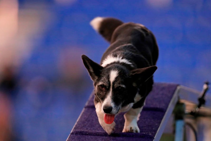 144th Annual Westminster Kennel Club Dog Show