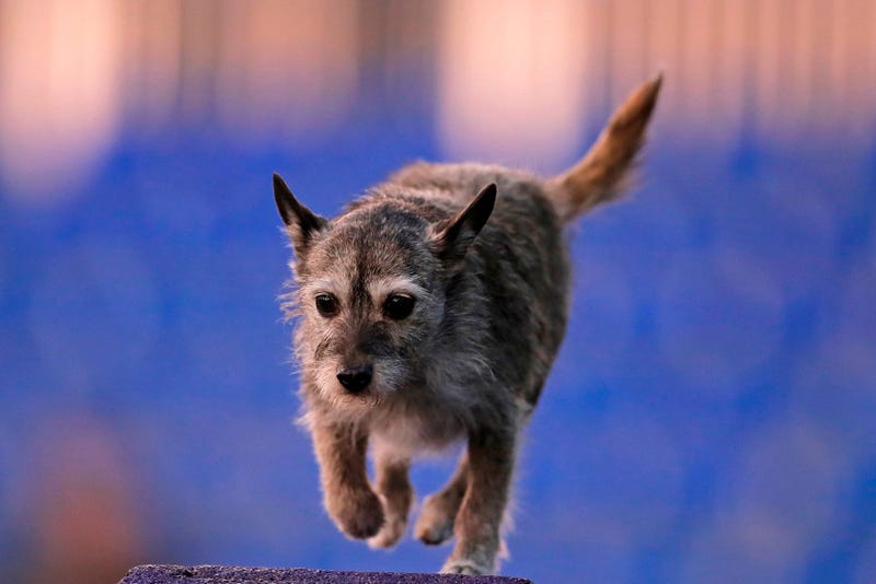 144th Annual Westminster Kennel Club Dog Show