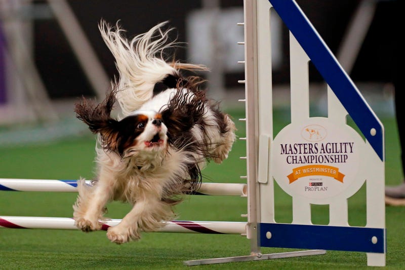 44th Annual Westminster Kennel Club Dog Show