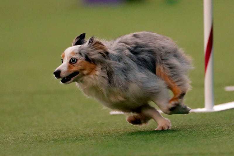 144th Annual Westminster Kennel Club Dog Show