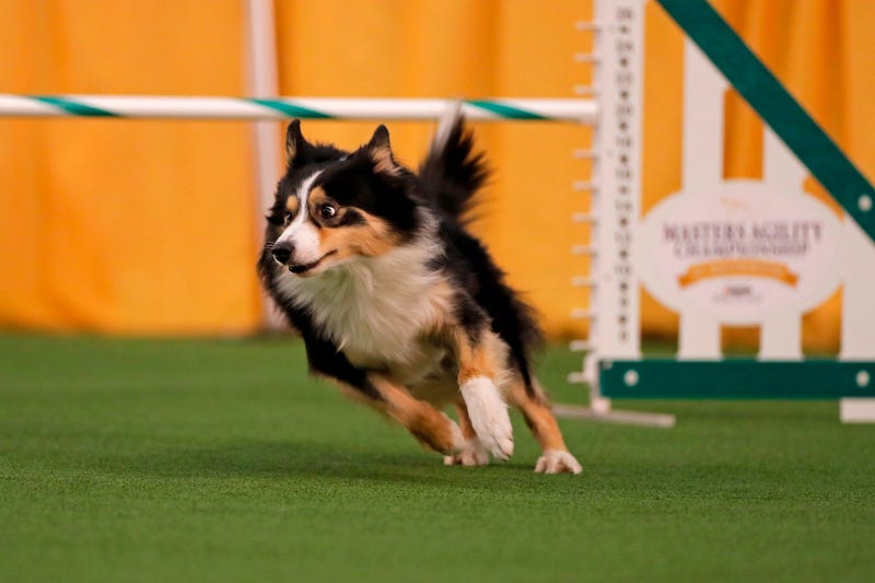 Westminster Dog Show
