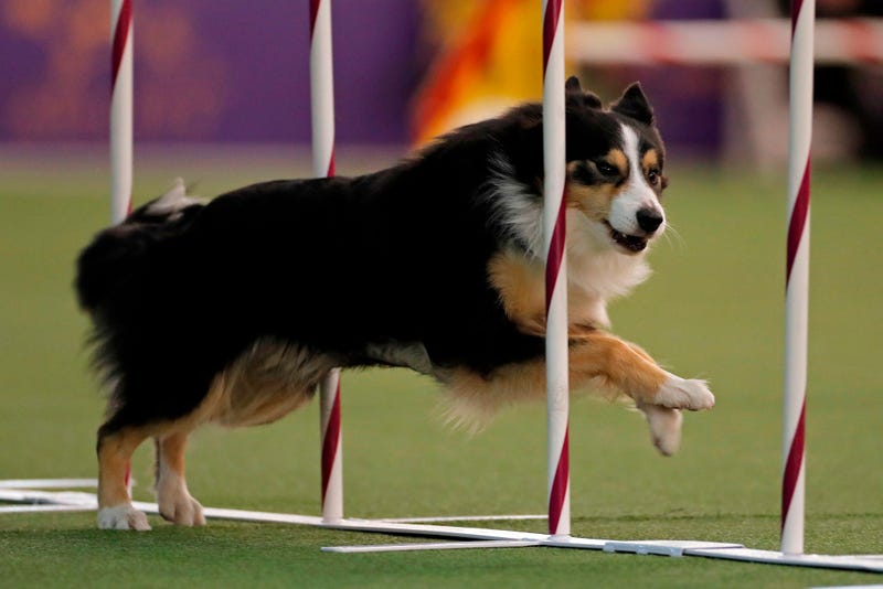 144th Annual Westminster Kennel Club Dog Show