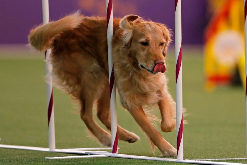 44th Annual Westminster Kennel Club Dog Show
