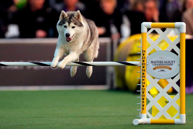 144th Annual Westminster Kennel Club Dog Show