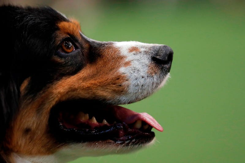 44th Annual Westminster Kennel Club Dog Show