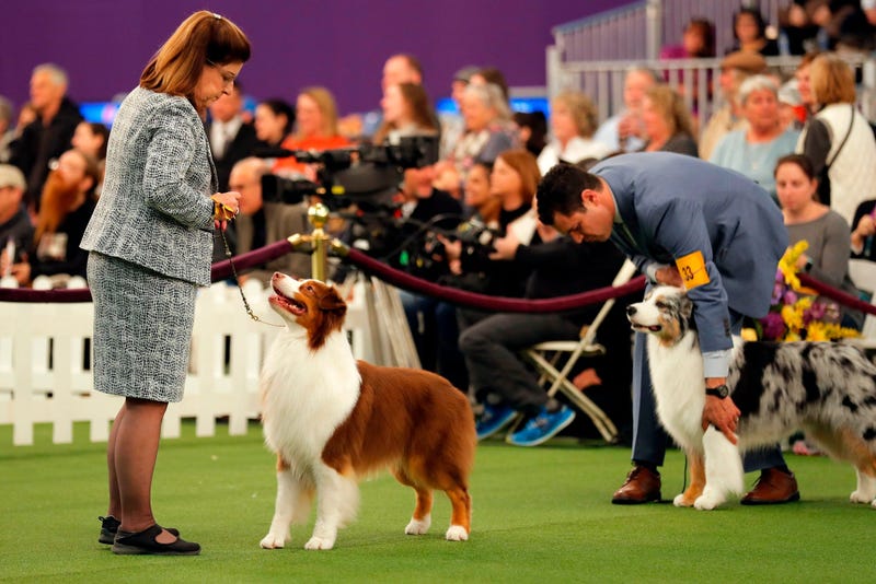 144th Annual Westminster Kennel Club Dog Show