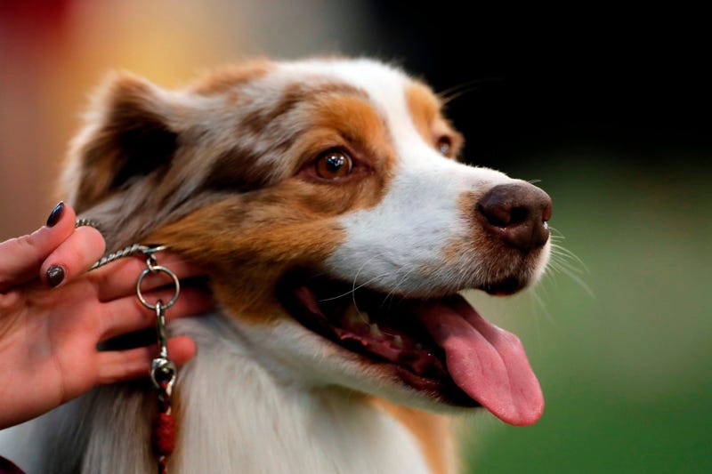 Feb 9, 2020; New York, NY, USA; An Australian Shepherd is seen during breed judging at the 144th Annual Westminster Kennel Club Dog Show where over 2,600 dogs representing 204 breeds and varieties will vie for the coveted Best In Show title. at Piers 92/9