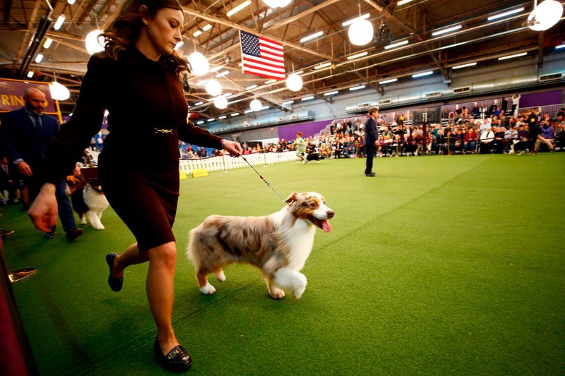 144th Annual Westminster Kennel Club Dog Show