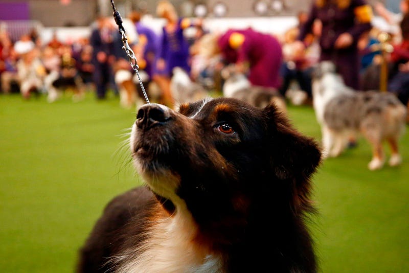 144th Annual Westminster Kennel Club Dog Show