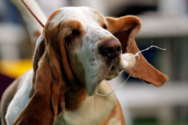 144th Annual Westminster Kennel Club Dog Show