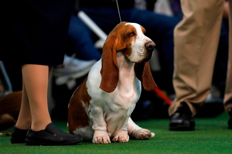 144th Annual Westminster Kennel Club Dog Show