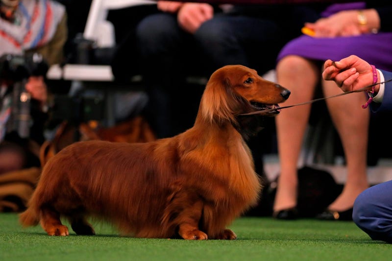 Westminster Dog Show