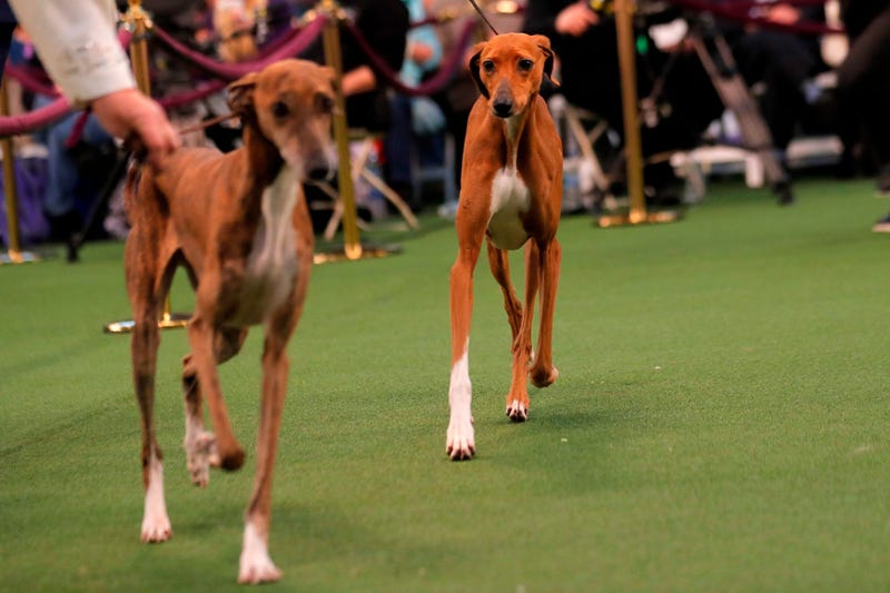 144th Annual Westminster Kennel Club Dog Show