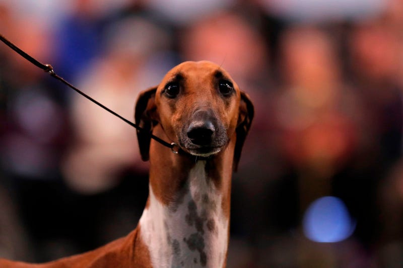 Feb 9, 2020; New York, NY, USA; An Azawakh is seen during breed judging at the 144th Annual Westminster Kennel Club Dog Show where over 2,600 dogs representing 204 breeds and varieties will vie for the coveted Best In Show title. at Piers 92/94. Mandatory