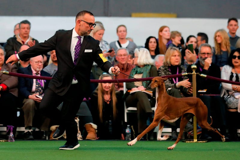 144th Annual Westminster Kennel Club Dog Show