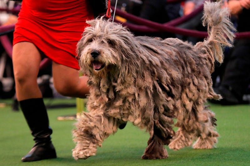 144th Annual Westminster Kennel Club Dog Show