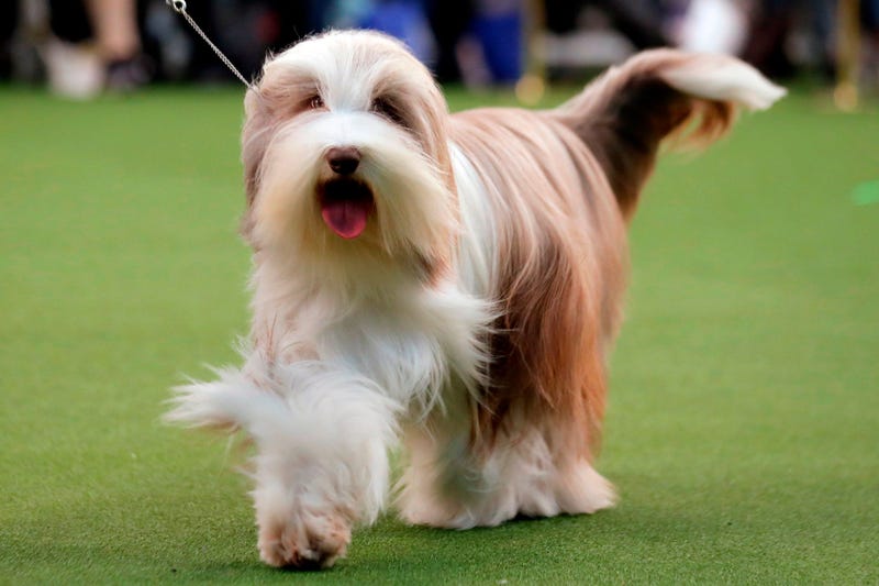 144th Annual Westminster Kennel Club Dog Show