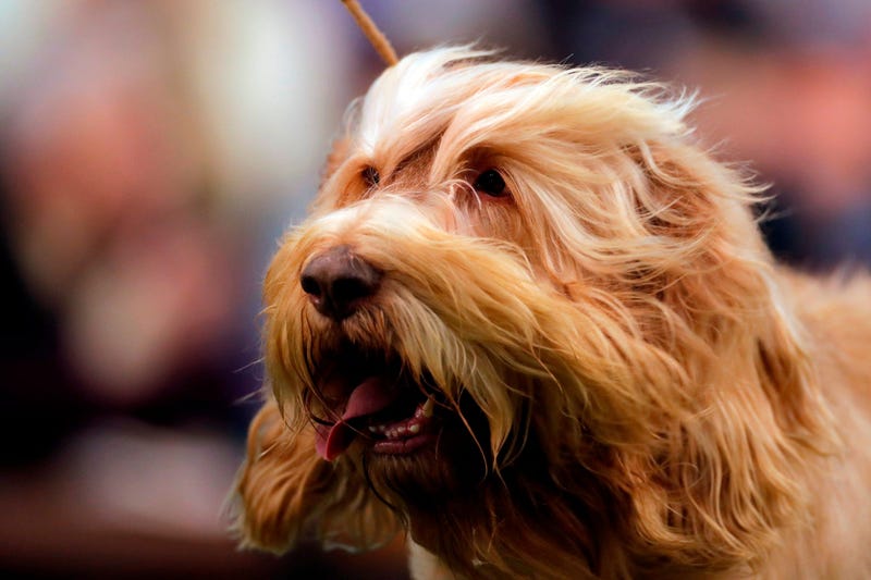 Westminster Dog Show