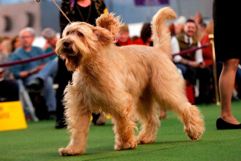 144th Annual Westminster Kennel Club Dog Show
