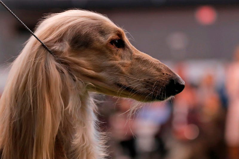 144th Annual Westminster Kennel Club Dog Show