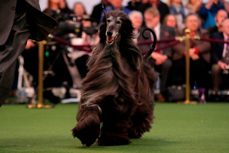 144th Annual Westminster Kennel Club Dog Show